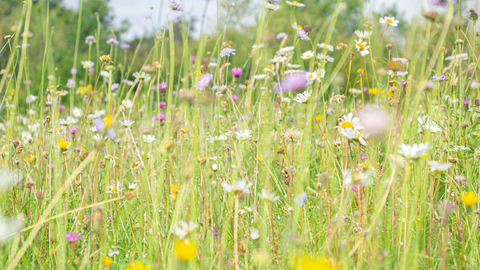 Close up of wildflower meadow, low angle shot