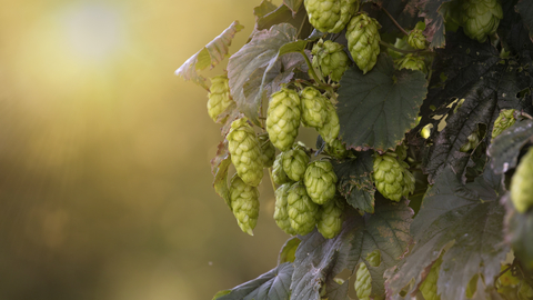 Hops in Autumn light
