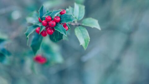 Close up of holly with red berries