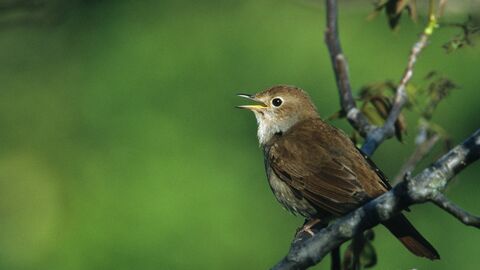 Close-up of a Nightingale perched on a branch singing