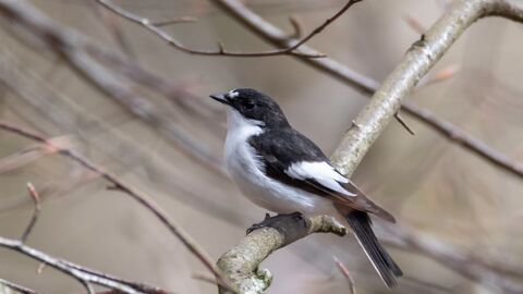Close up of a male Pied Flycatcher