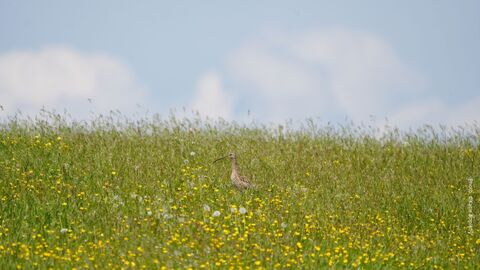 Curlew in a wildflower meadow 