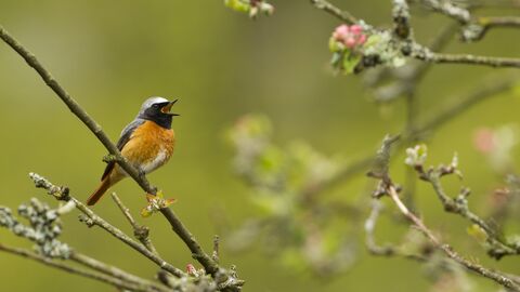 Adult male Redstart singing 
