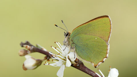 Green Hairstreak Butterfly on blossom; © Iain Leach 