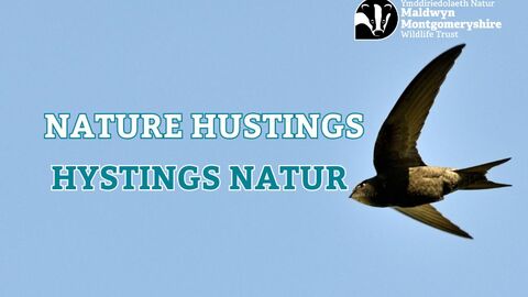 Picture of a Swift with bilingual wording for Nature Hustings in English and Welsh