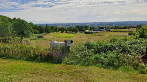 Cow at Llanymynech Golf Club