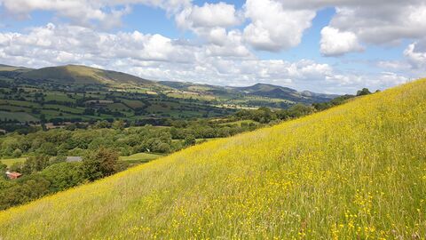Upland acid grassland in summer covered in yellow flowers. Farmland and mountains are visible in the distance.