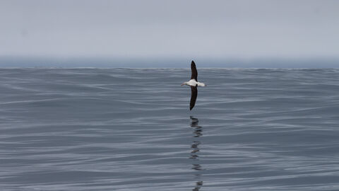 A Northern Royal Albatross flying over the sea in New Zealand