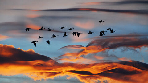 Flock of geese in flight, silhouetted against a sunset