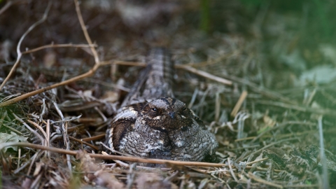Nightjar roosting copyright David Tipling/2020VISION