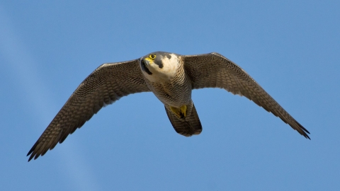 Peregrine in flight copyright Bertie Gregory/2020VISION