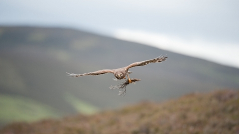 Hen Harrier female in flight carrying nesting material copyright Mark Hamblin/2020VISION