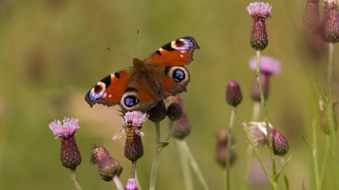 Peacock butterfly on thistle copyright Bob Coyle