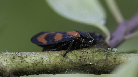 Red-and-black froghopper standing on a stem. It's a compact glossy black bug with red markings on its back. Also known as the black-and-red froghopper