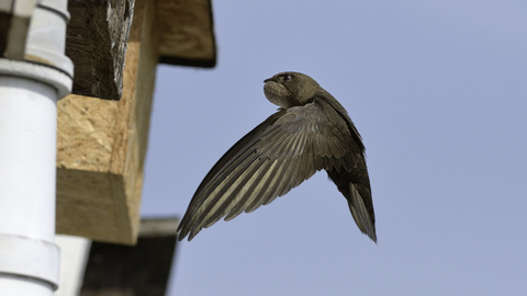 A swift flying to a nest box attached to the eaves of a cottage with its throat pouch bulging with insects it has caught to feed its chicks 