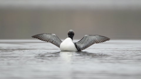 Black Throated Diver copyright Mark Hamblin/2020VISION
