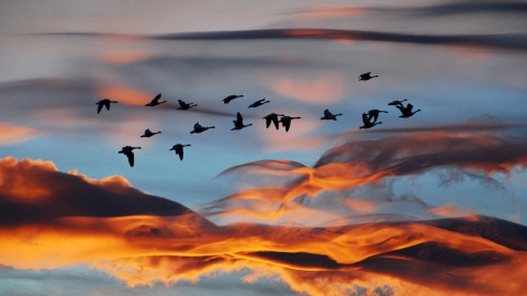 Flock of geese copyright Zsuzsanna Bird