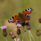 Peacock butterfly on thistle copyright Bob Coyle