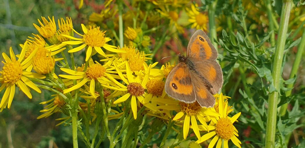 Common Ragwort | Montgomeryshire Wildlife Trust