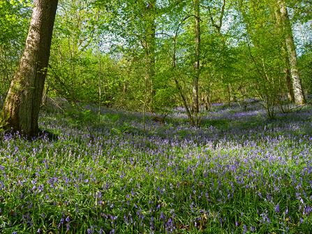 Bluebells at Coed Pendugwm copyright Tamasine Stretton