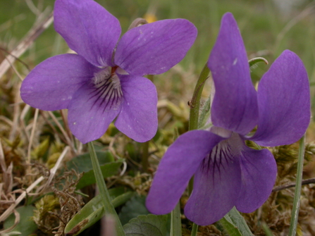 Common Dog-violet