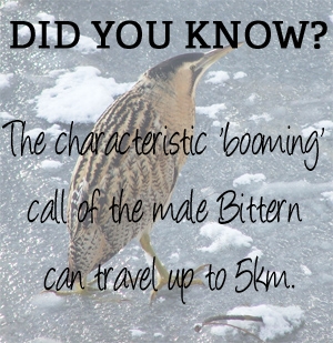Did you know that the characteristic booming call of the male Bittern can trave; up to 5km