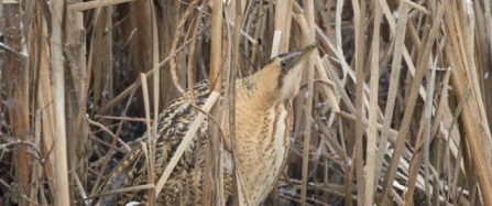 Bittern copyright Mark Wilson (mwphoto.co.uk)