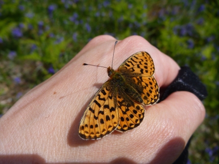 Pearl-bordered Fritillary on hand copyright MWT