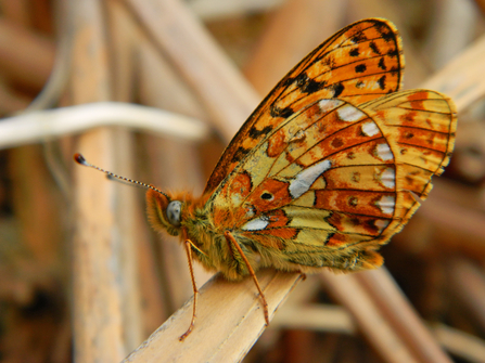 Pearl-bordered Fritillary butterfly copyright Montgomeryshire Wildlife Trust