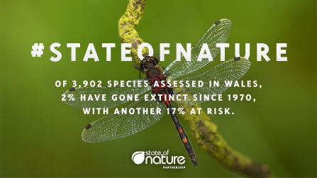 State of Nature 2019 Wales message dragonfly