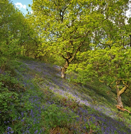 Bluebell woodland copyright Montgomeryshire Wildlife Trust
