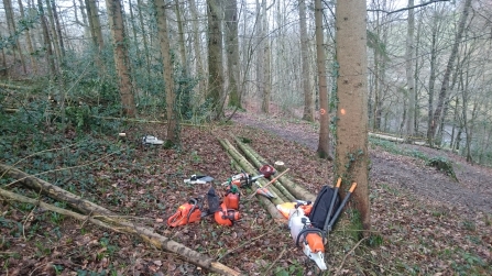 Thinning non-native trees at Deri Woods copyright Montgomeryshire Wildlife Trust