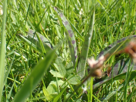 Orchid leaves in lawn