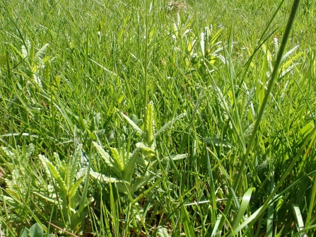 Yellow Rattle