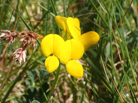 Bird's-foot Trefoil