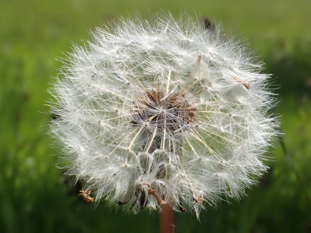 Dandelion Clock