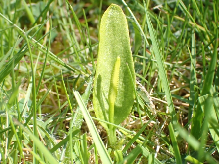 Adder's-tongue fern
