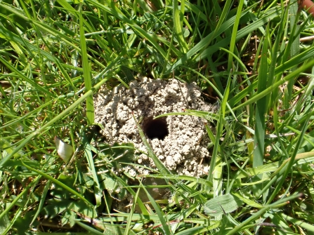 Mining bee nest