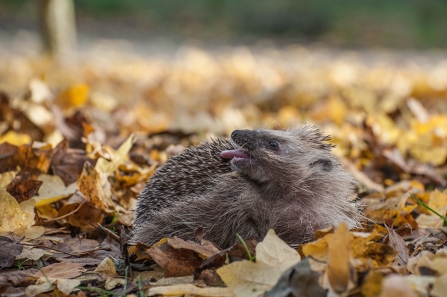 Self annointing hedgehog copyright Gillian Lloyd