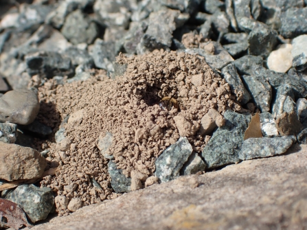 Common Furrow Bee (Lasioglossum calceatum) about to leave nest burrow