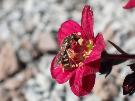 Common Furrow Bee (Lasioglossum calceatum) collecting pollen 