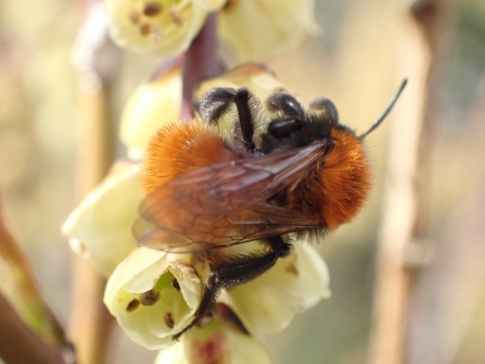 Tawny mining bee (Andrena fulva) on early flowering shrub