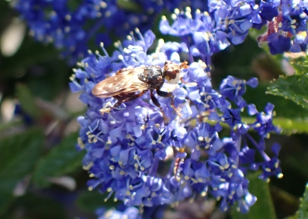 Conopid fly that is a parasite of bumblebees