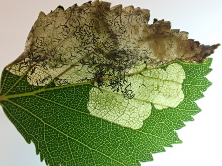 A leaf mine of Eriocrania cicatricella in a Birch leaf