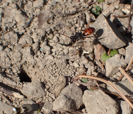 a cuckoo bee, about to enter a nest burrow 