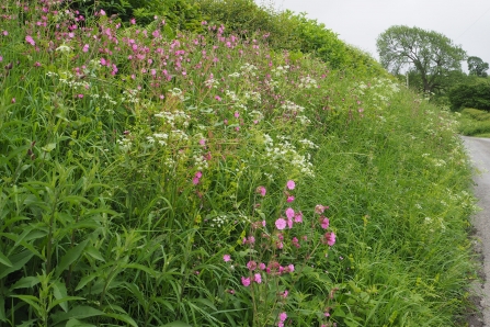 Flower rich verge 1