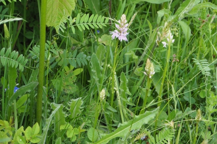 Common Spotted Orchids