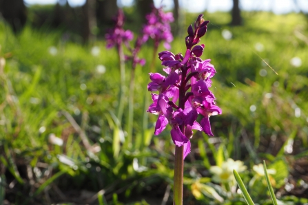 Early Purple Orchids