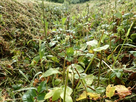 Flailed verge 2