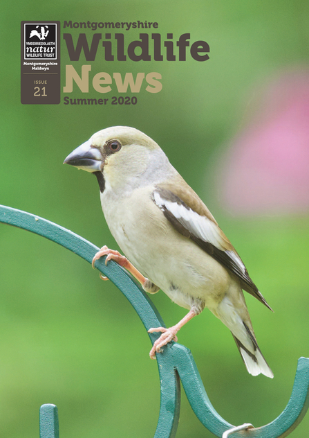 Cover of the Summer 2020 issue of Montgomeryshire Wildlife News MWT's newsletter